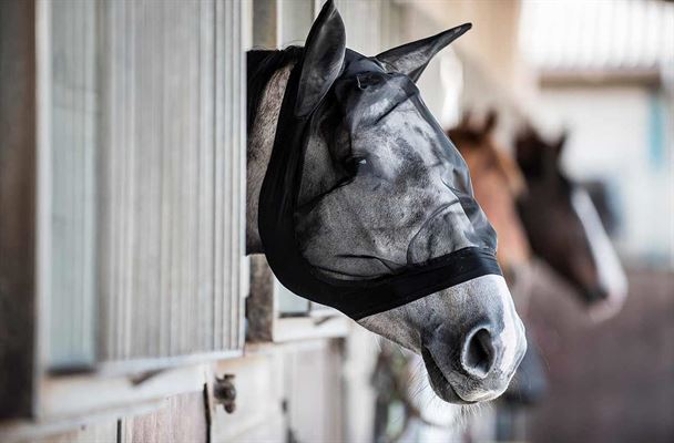 Hvilket insektdækken vil din hest elske ?