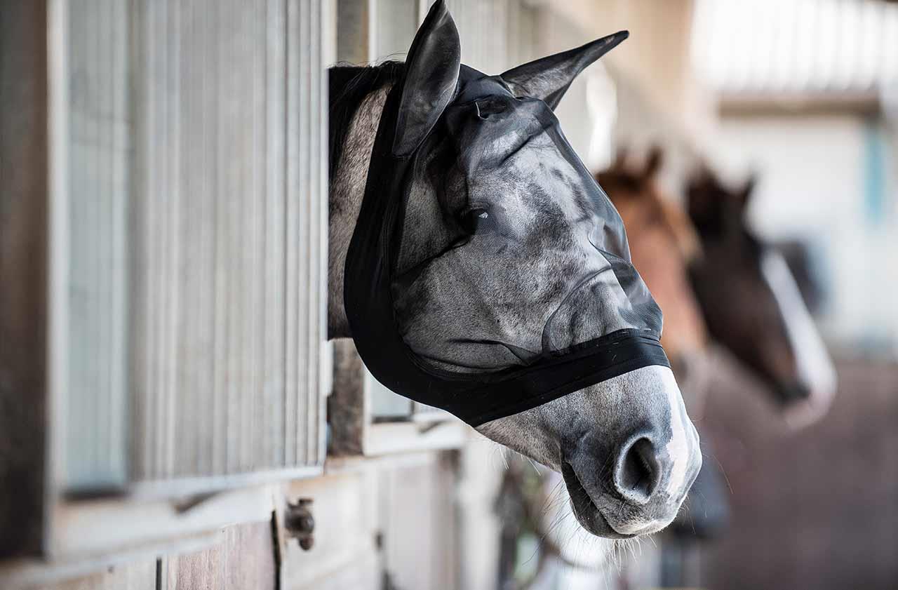 Hvilket insektdækken vil din hest elske ?