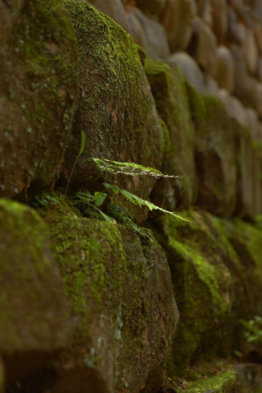 Skab friskhed på arbejdspladsen med mosvægge